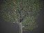 2021 PBR Apple Tree Collection - Malus Domestica