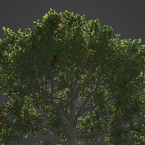 2021 PBR Apple Tree Collection - Malus Domestica 3D model
