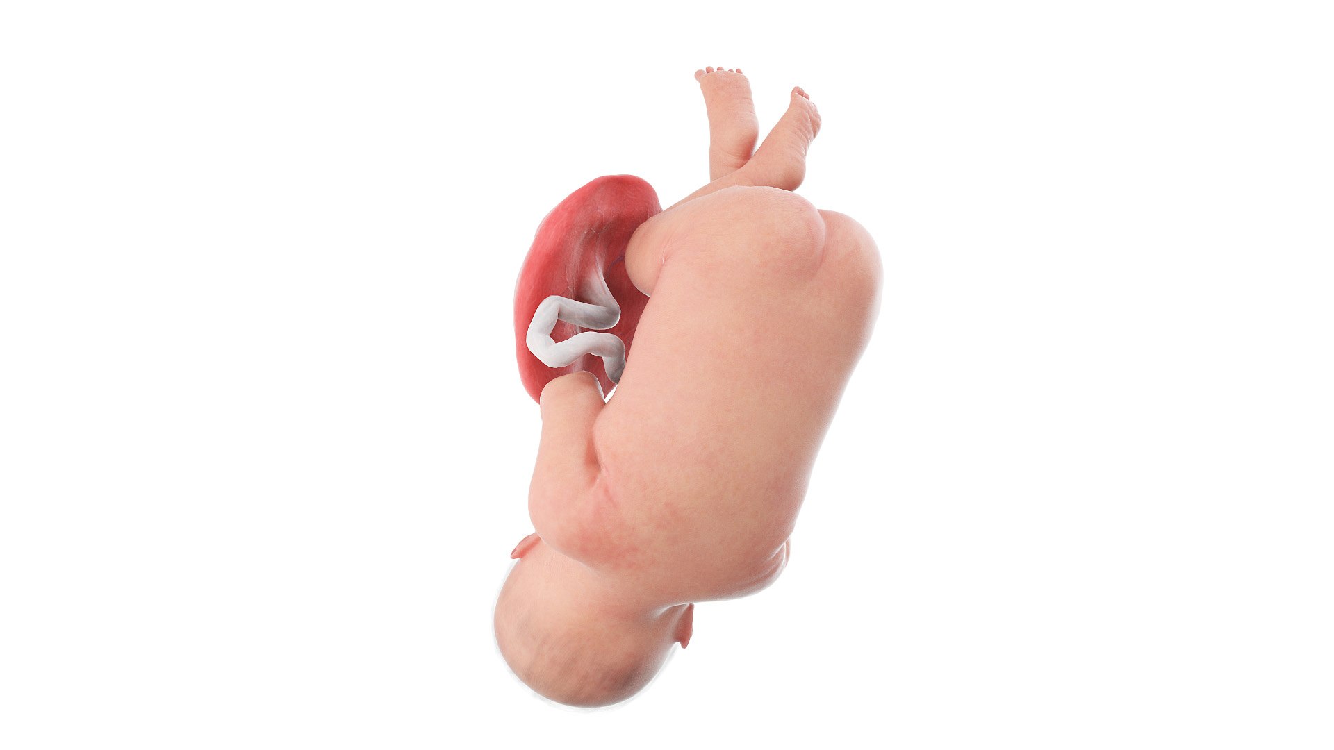 Fetus Anatomy Week 41 Animated 3D model https://p.turbosquid.com/ts-thumb/5x/0ijSIw/Kz/fetus_week41f0002/jpg/1631716847/1920x1080/fit_q87/d5761554a912baddcba0b91965d532b6346b13e3/fetus_week41f0002.jpg