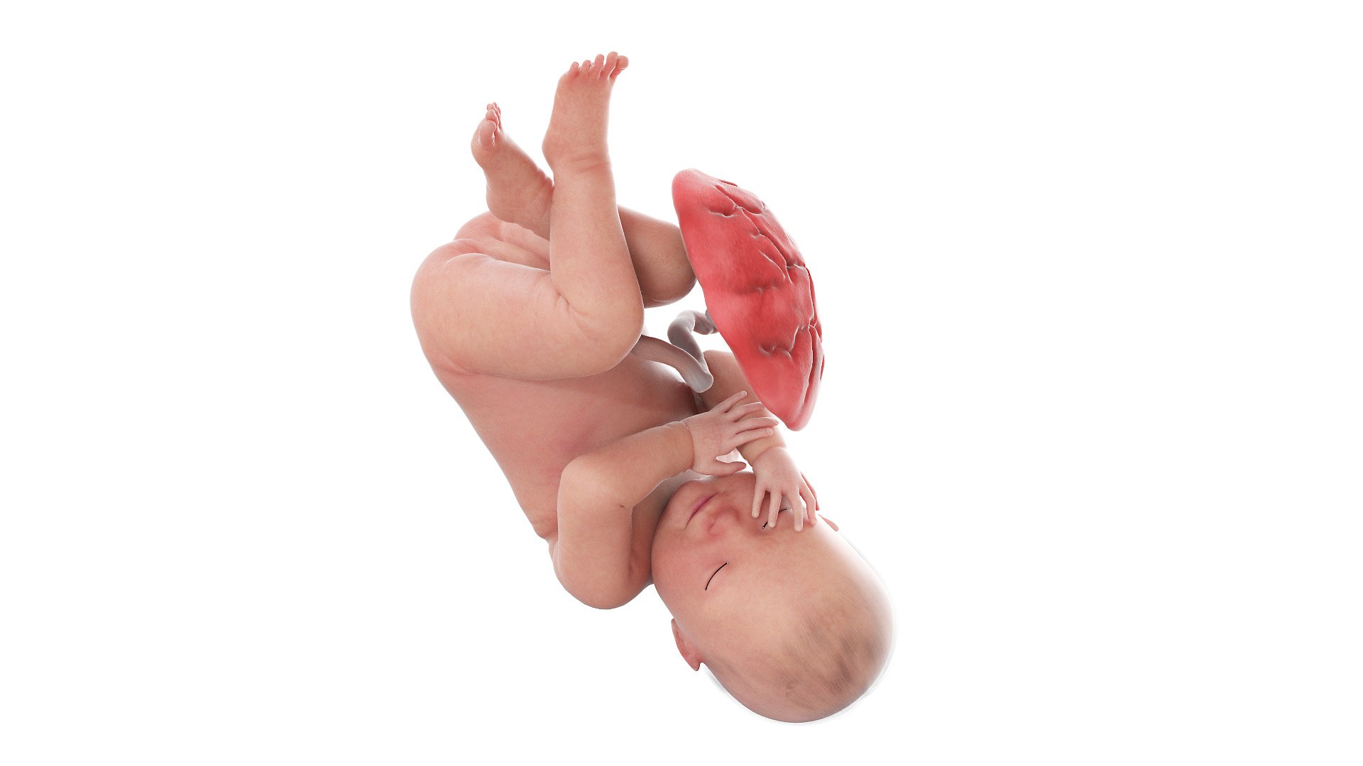 Fetus Anatomy Week 41 Animated 3D model https://p.turbosquid.com/ts-thumb/5x/0ijSIw/OV/fetus_week41f0004/jpg/1631716847/1920x1080/fit_q87/c4e5896feecffa762ef68c304a5378a29f687da3/fetus_week41f0004.jpg