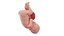 Fetus Anatomy Week 41 Animated