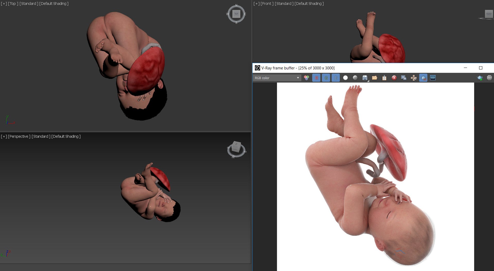 Fetus Anatomy Week 41 Animated 3D model https://p.turbosquid.com/ts-thumb/5x/0ijSIw/YL/viewport/jpg/1631711716/1920x1080/fit_q87/6182cf4c2b8cbe6c8139a9b5e53c3429794856b2/viewport.jpg