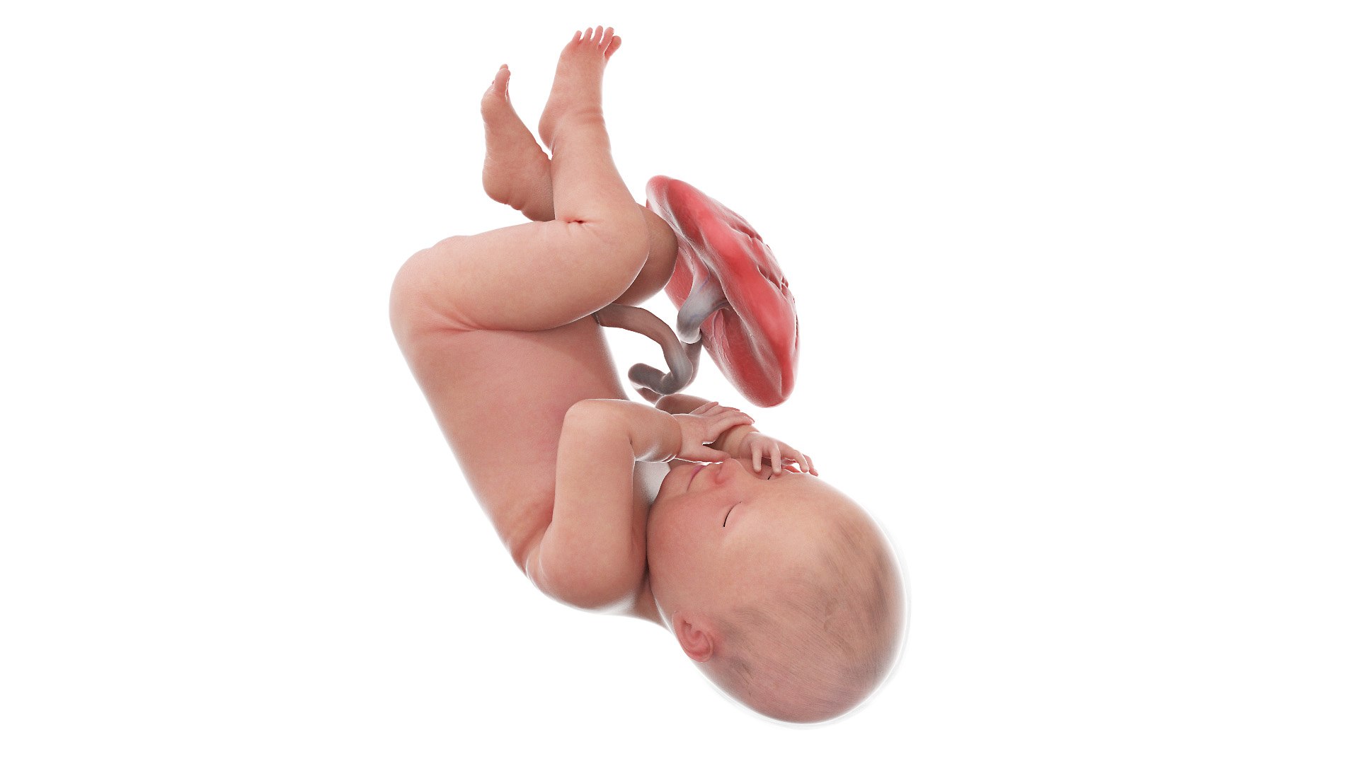 Fetus Anatomy Week 41 Animated 3D model https://p.turbosquid.com/ts-thumb/5x/0ijSIw/iA/fetus_week41f0000/jpg/1631716847/1920x1080/fit_q87/f19dde2160bbf0121a9866580f3cbb70a07e92d1/fetus_week41f0000.jpg
