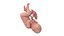 Fetus Anatomy Week 41 Animated