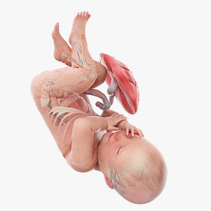 Fetus Anatomy Week 41 Animated 3D model