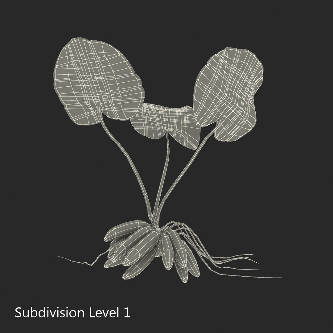 3d model of aquarium banana plant nymphoides https://p.turbosquid.com/ts-thumb/5x/1nvWQB/5C4WYW7z/bananaplantnymphoidesaquatica_18/jpg/1402645490/1920x1080/fit_q87/1e3018a4abac58386d9d0980628777972f9a3583/bananaplantnymphoidesaquatica_18.jpg