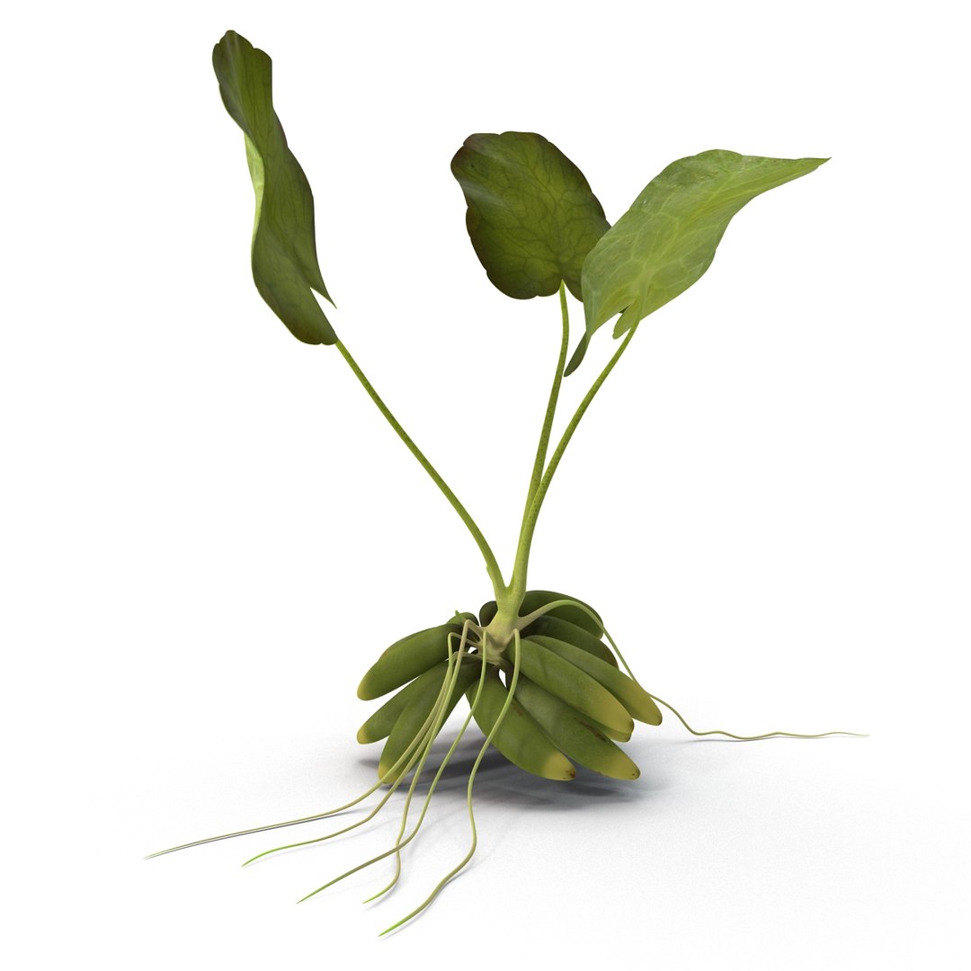 3d model of aquarium banana plant nymphoides https://p.turbosquid.com/ts-thumb/5x/1nvWQB/8GZt7wTf/bananaplantnymphoidesaquatica_3/jpg/1402645448/1920x1080/fit_q87/f79112a906a2167853eaf089829ab433e7fbc679/bananaplantnymphoidesaquatica_3.jpg