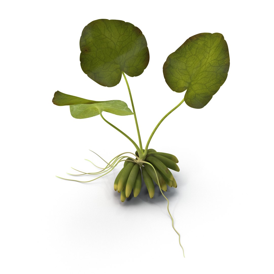 3d model of aquarium banana plant nymphoides https://p.turbosquid.com/ts-thumb/5x/1nvWQB/AIEAYsZD/bananaplantnymphoidesaquatica_1/jpg/1402645442/1920x1080/fit_q87/d6ea19d87c120c002b4221db1f37a21238f37eb2/bananaplantnymphoidesaquatica_1.jpg