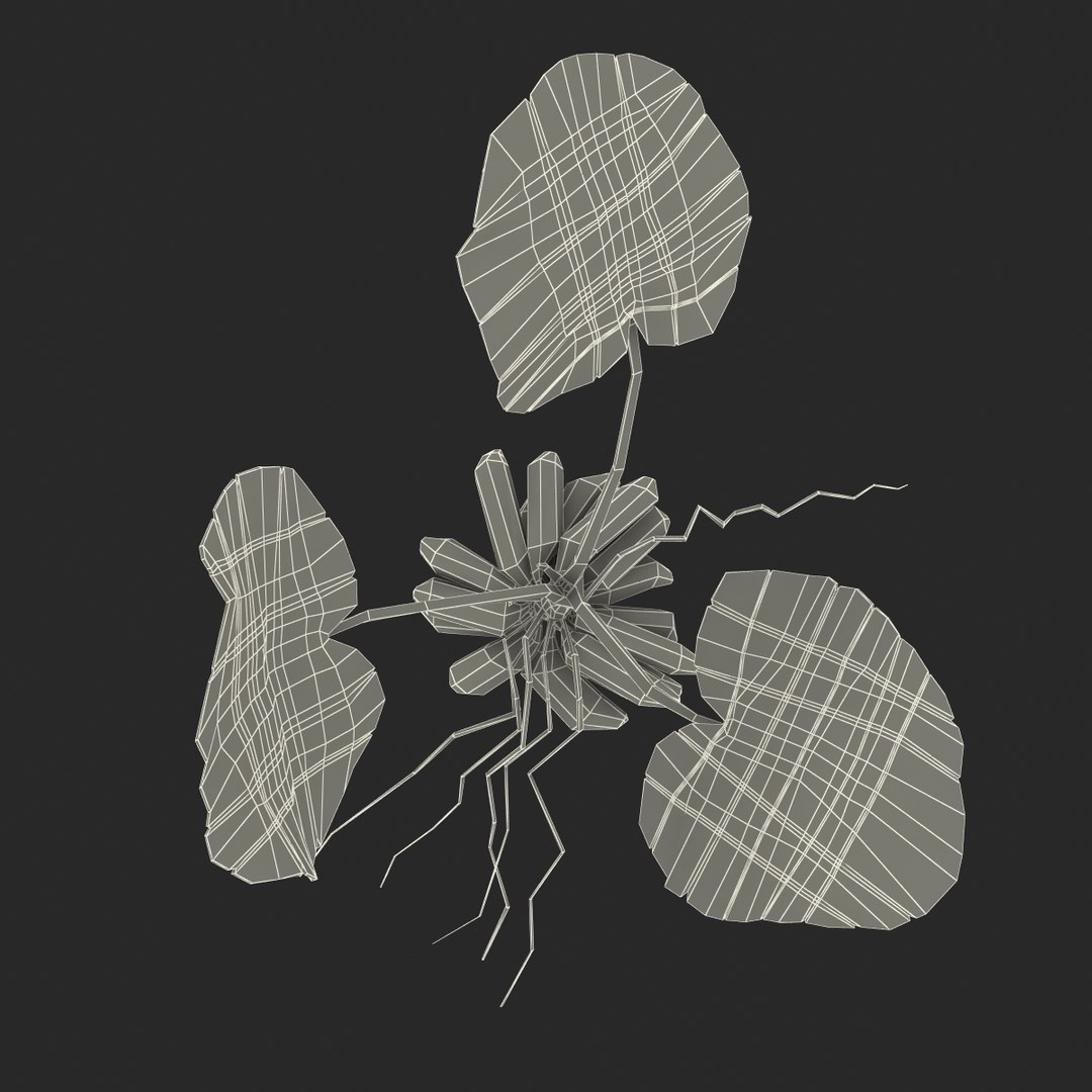3d model of aquarium banana plant nymphoides https://p.turbosquid.com/ts-thumb/5x/1nvWQB/EwR0fHam/bananaplantnymphoidesaquatica_11/jpg/1402645477/1920x1080/fit_q87/4c8ec80ff9ef8a1656120da109500827c93b0ed9/bananaplantnymphoidesaquatica_11.jpg