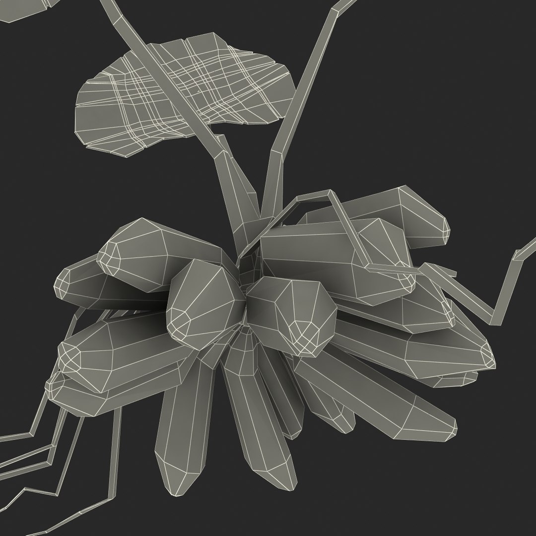 3d model of aquarium banana plant nymphoides https://p.turbosquid.com/ts-thumb/5x/1nvWQB/FckyYtNy/bananaplantnymphoidesaquatica_13/jpg/1402645476/1920x1080/fit_q87/3ed3f352653f2766dc22c0ef4cd7ec8ce17429fc/bananaplantnymphoidesaquatica_13.jpg