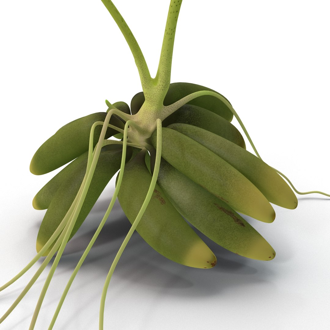 3d model of aquarium banana plant nymphoides https://p.turbosquid.com/ts-thumb/5x/1nvWQB/Hfo45gxN/bananaplantnymphoidesaquatica_7/jpg/1402645464/1920x1080/fit_q87/1f3f1399da3c06215a020932429af24dd83862bc/bananaplantnymphoidesaquatica_7.jpg