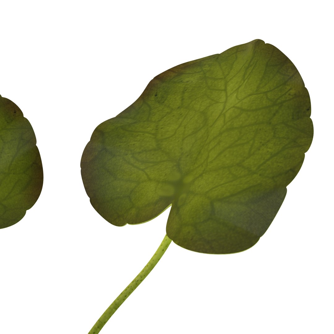 3d model of aquarium banana plant nymphoides https://p.turbosquid.com/ts-thumb/5x/1nvWQB/O8yOTCog/bananaplantnymphoidesaquatica_8/jpg/1402645470/1920x1080/fit_q87/175d1560769aebd882380969d7b2746c4be39d4b/bananaplantnymphoidesaquatica_8.jpg