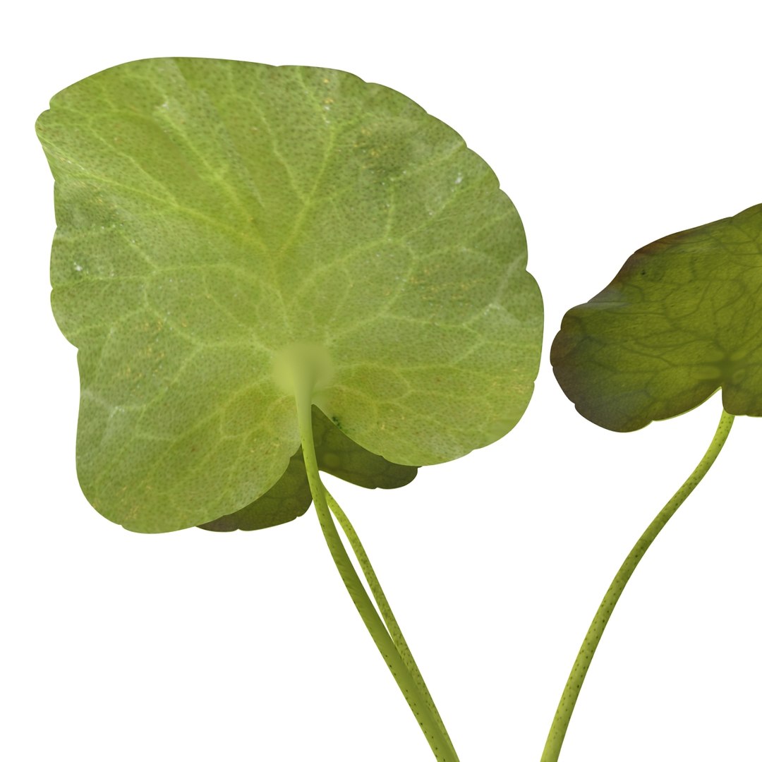 3d model of aquarium banana plant nymphoides https://p.turbosquid.com/ts-thumb/5x/1nvWQB/RtaTha3H/bananaplantnymphoidesaquatica_9/jpg/1402645459/1920x1080/fit_q87/d64edba1ca88433730c1fb88424ff7e54f03b6c0/bananaplantnymphoidesaquatica_9.jpg