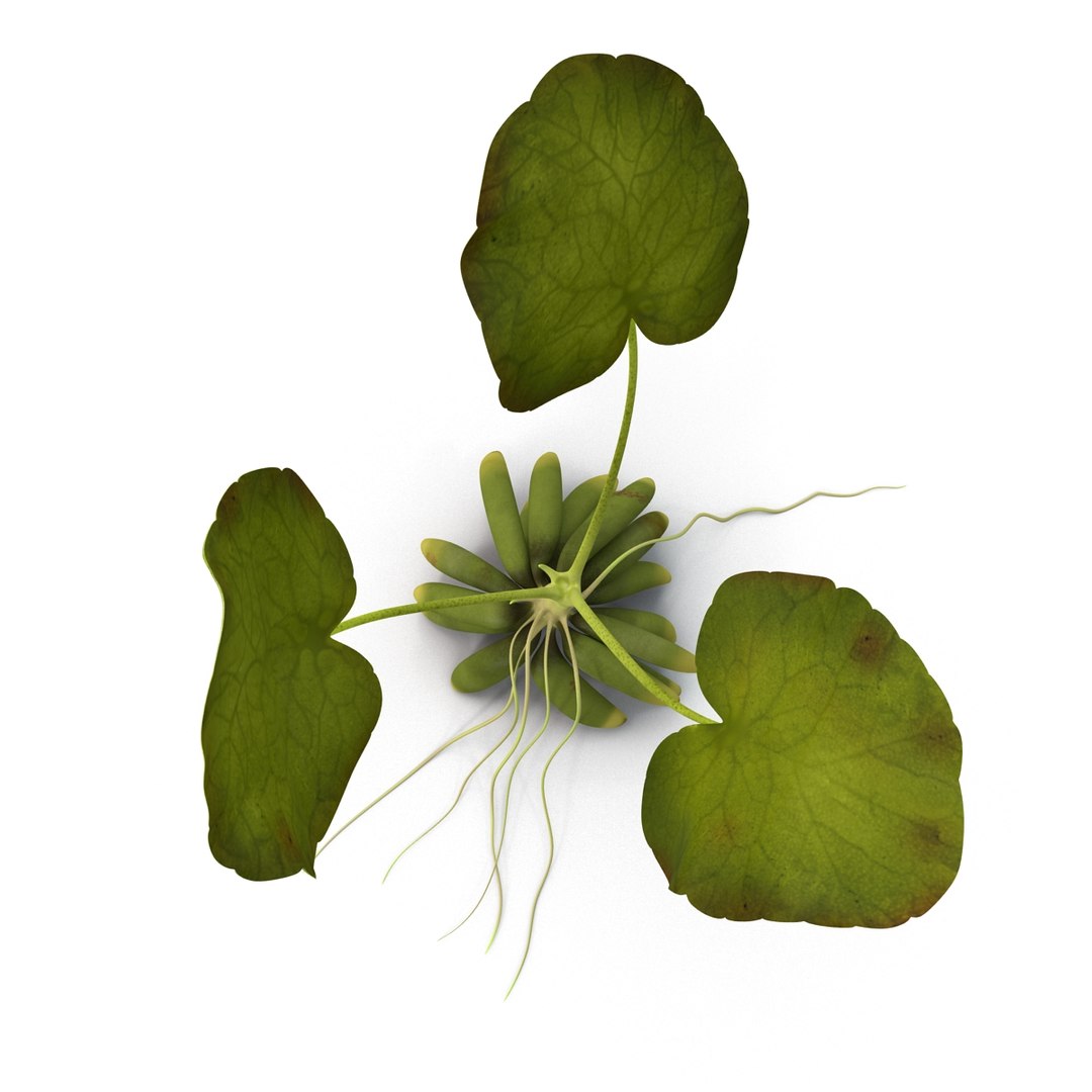 3d model of aquarium banana plant nymphoides https://p.turbosquid.com/ts-thumb/5x/1nvWQB/WB1XzCmz/bananaplantnymphoidesaquatica_4/jpg/1402645463/1920x1080/fit_q87/bb3637fbe710f0d78e983b2356078bf114d134c5/bananaplantnymphoidesaquatica_4.jpg