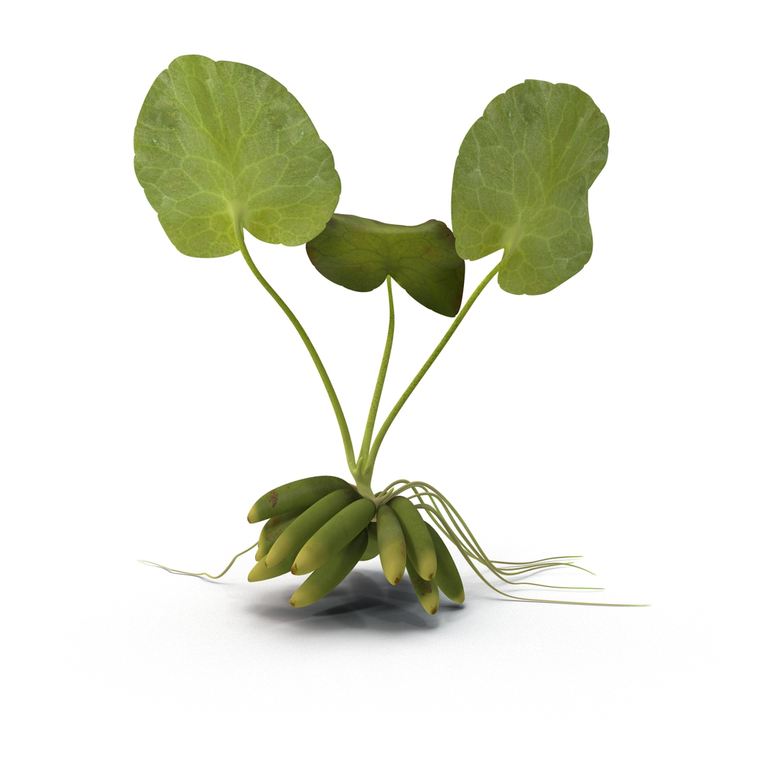 3d model of aquarium banana plant nymphoides https://p.turbosquid.com/ts-thumb/5x/1nvWQB/XwFYVj78/turntablefile_360/jpg/1402645484/1920x1080/turn_fit_q99/a99065c477f51a338c17c9b05bc3dc678112c857/turntablefile_360-1.jpg