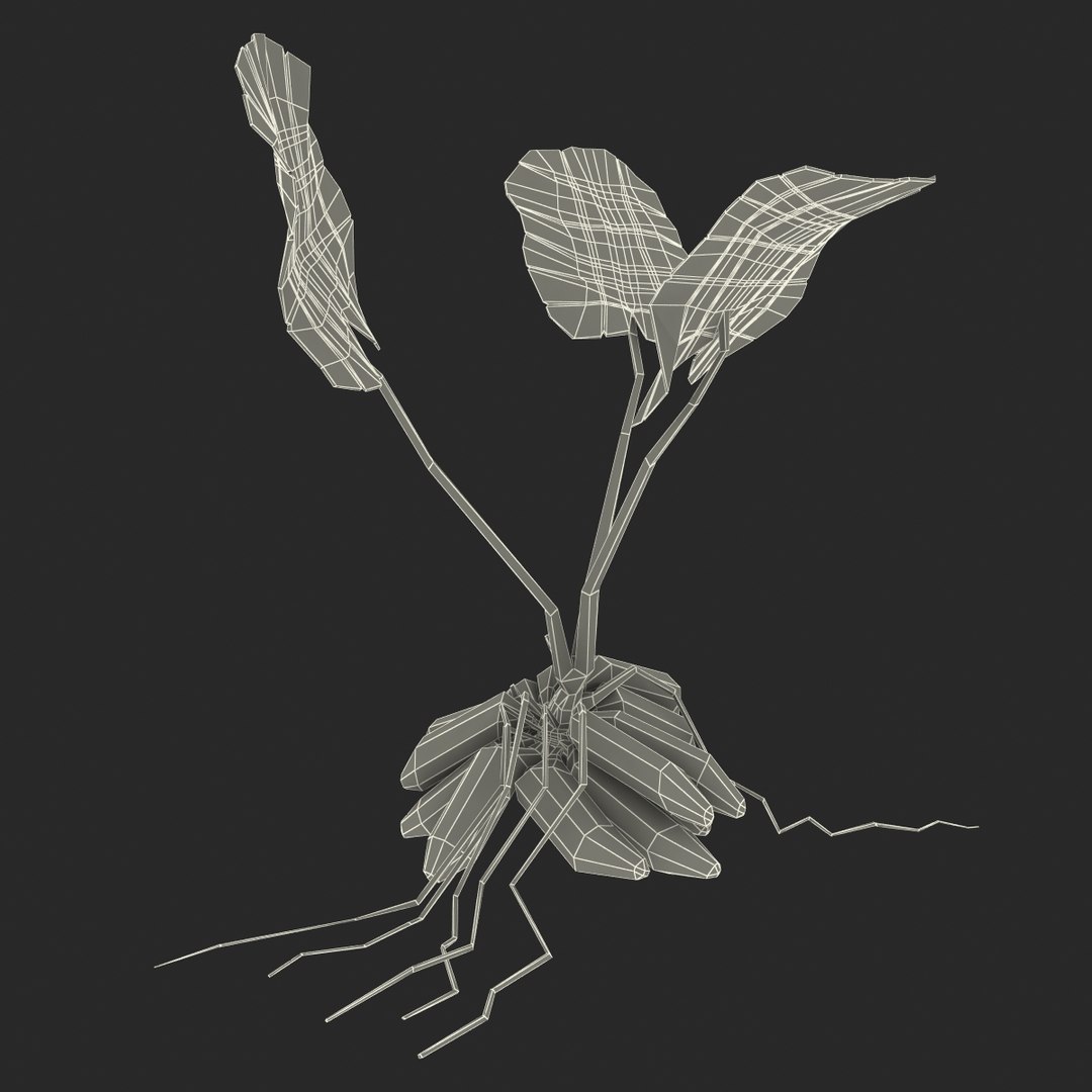 3d model of aquarium banana plant nymphoides https://p.turbosquid.com/ts-thumb/5x/1nvWQB/o4BXByrP/bananaplantnymphoidesaquatica_10/jpg/1402645474/1920x1080/fit_q87/d5a76272b38c77bf9b3e0974314ca0879a7413fc/bananaplantnymphoidesaquatica_10.jpg