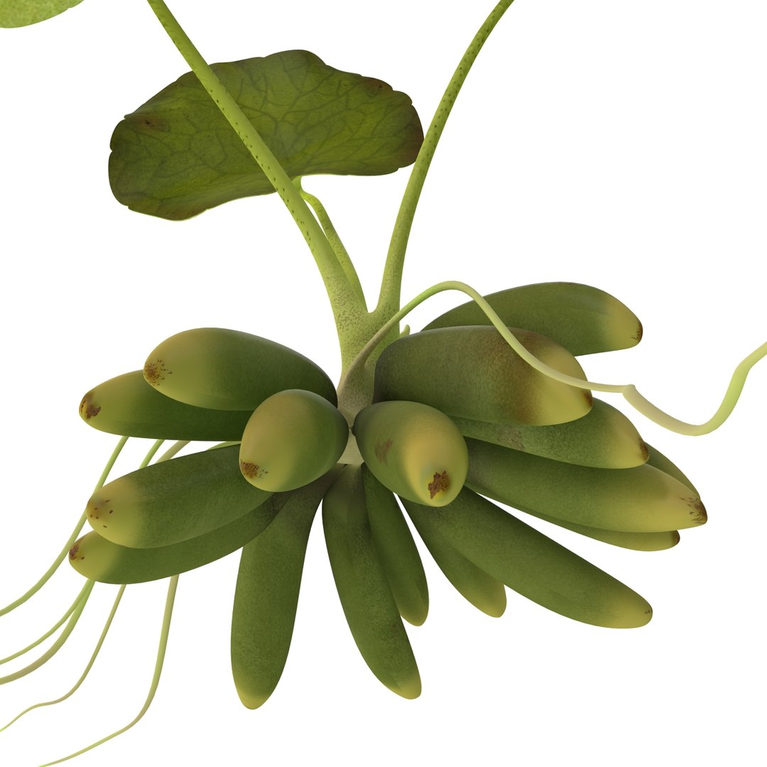 3d model of aquarium banana plant nymphoides https://p.turbosquid.com/ts-thumb/5x/1nvWQB/vWRnPRzE/bananaplantnymphoidesaquatica_6/jpg/1402645453/1920x1080/fit_q87/aa29409930665764aee765b173121b9f69e89be9/bananaplantnymphoidesaquatica_6.jpg