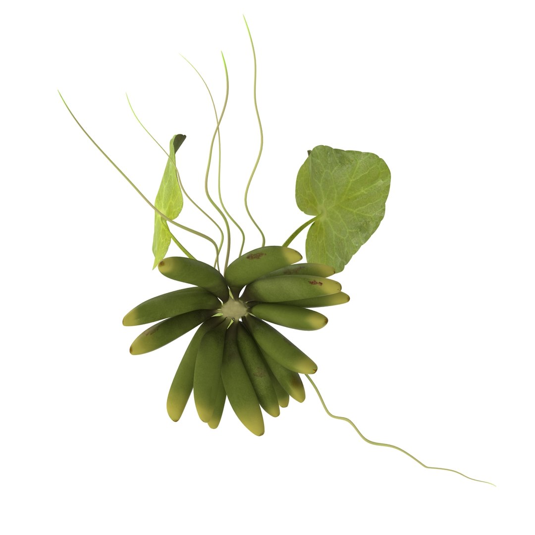 3d model of aquarium banana plant nymphoides https://p.turbosquid.com/ts-thumb/5x/1nvWQB/wBAtLcHr/bananaplantnymphoidesaquatica_5/jpg/1402645465/1920x1080/fit_q87/c5c59e716ca951efcb41b32f9cdf7a113d3c33b5/bananaplantnymphoidesaquatica_5.jpg