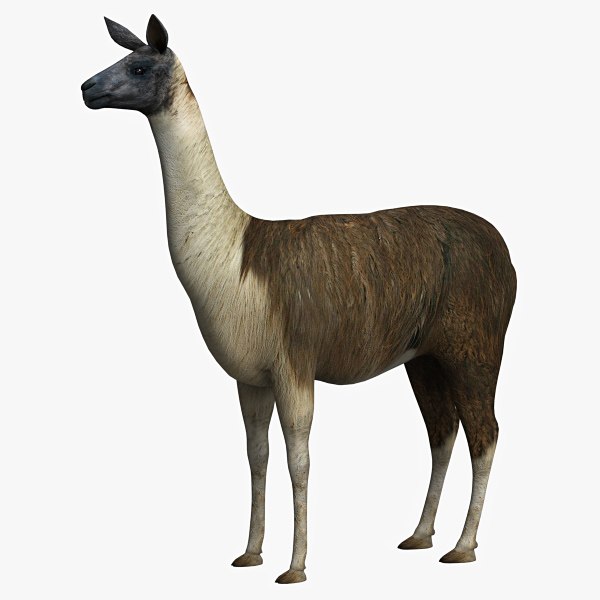 Animal 3D Models for Download | TurboSquid