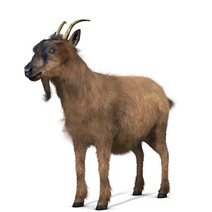 goat animal 3D model