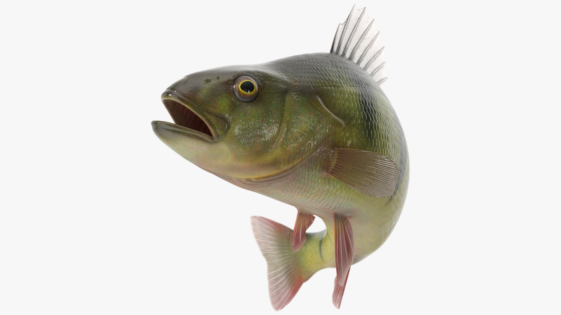 Yellow Perch Fish Rigged for Cinema 4D 3D model preview