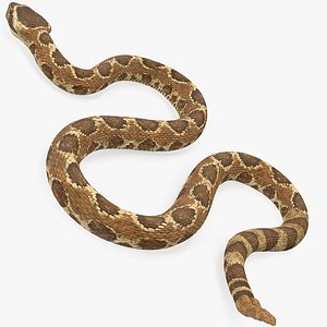 Rattlesnake snake rattle rigged 3D model - TurboSquid 1398429