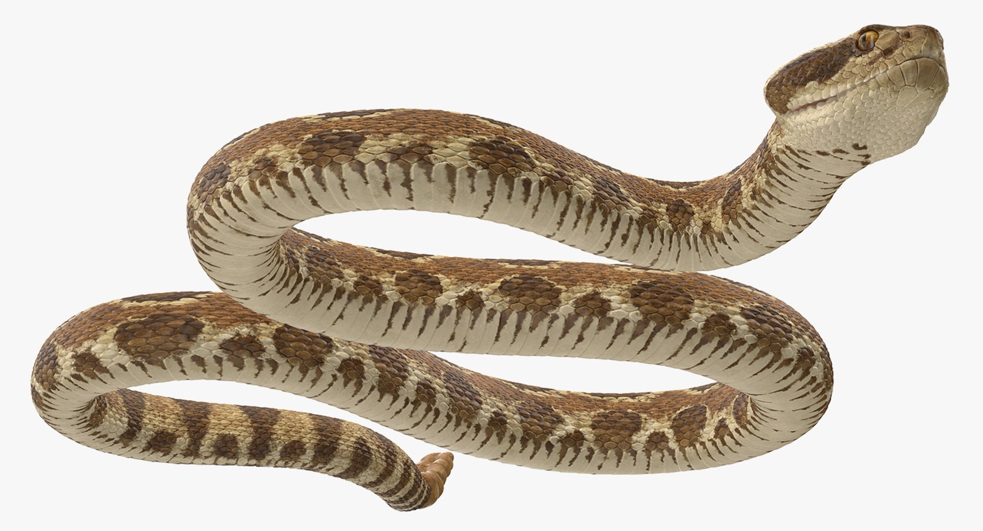 3D Rattlesnake Snake Rattle Rigged Model - TurboSquid 1436170