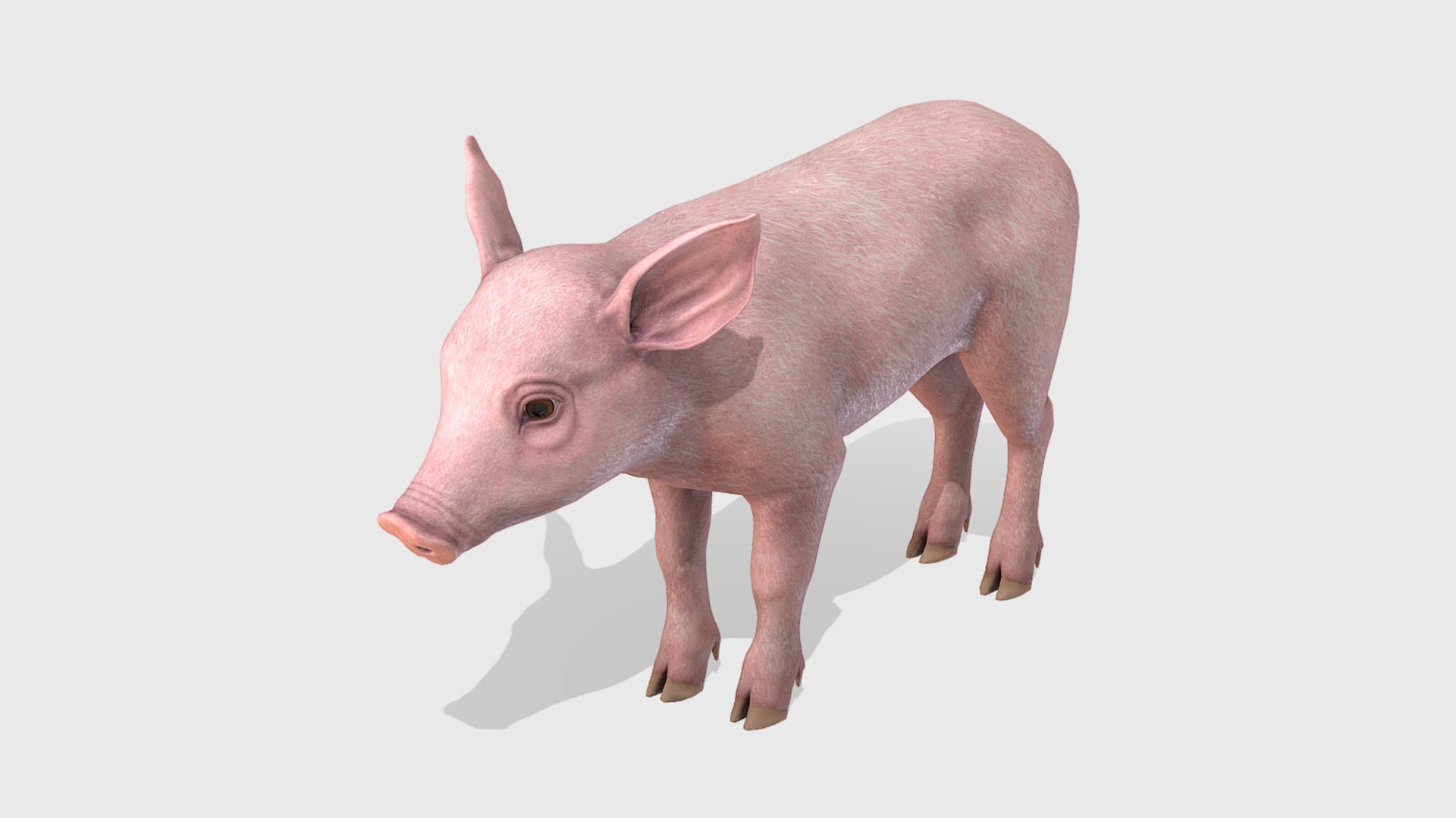 3D Piglet https://p.turbosquid.com/ts-thumb/5x/O2fe0h/2j/2/png/1745851682/1920x1080/fit_q87/edb9469d097ffe540f82a533f9859f9a02612c76/2.jpg