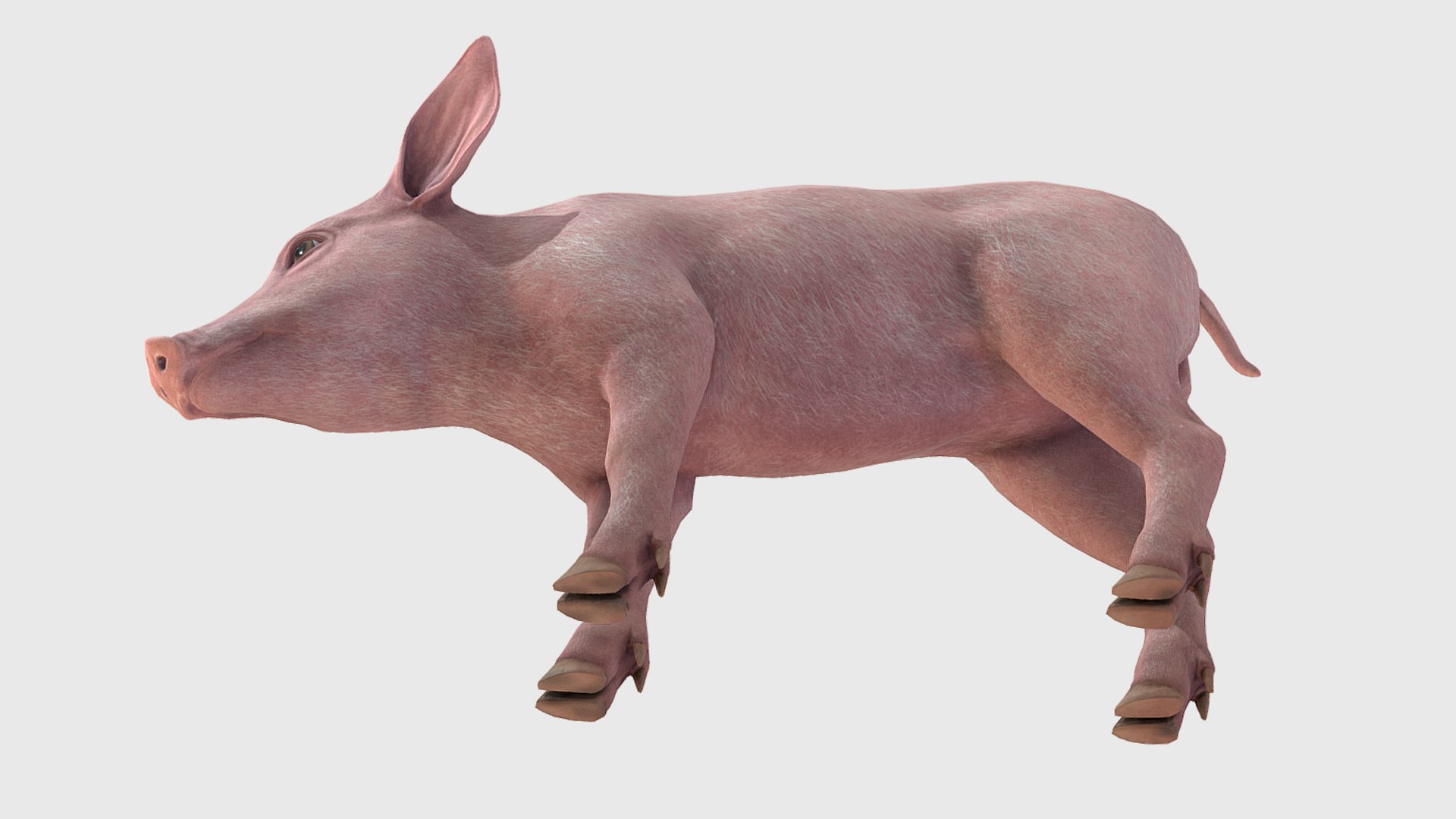 3D Piglet https://p.turbosquid.com/ts-thumb/5x/O2fe0h/6o/6/png/1745851687/1920x1080/fit_q87/df038647516c2d0577552768988a219e2b0c2540/6.jpg