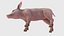 Piglet