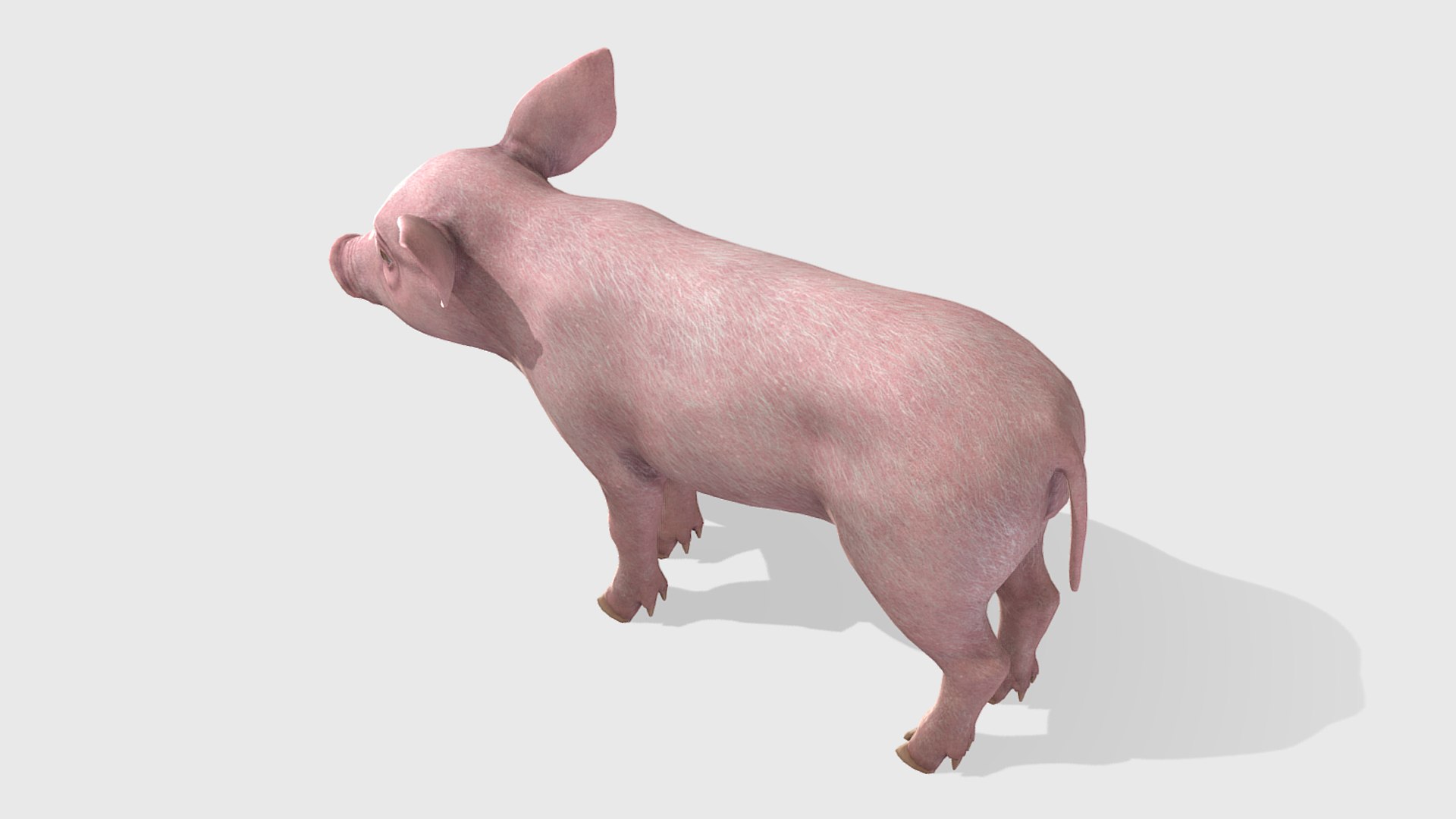 3D Piglet https://p.turbosquid.com/ts-thumb/5x/O2fe0h/9v/5/png/1745853966/1920x1080/fit_q87/253a36f78f298a5c9295e1fca5ed87f4fc3f6e16/5.jpg