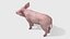 Piglet