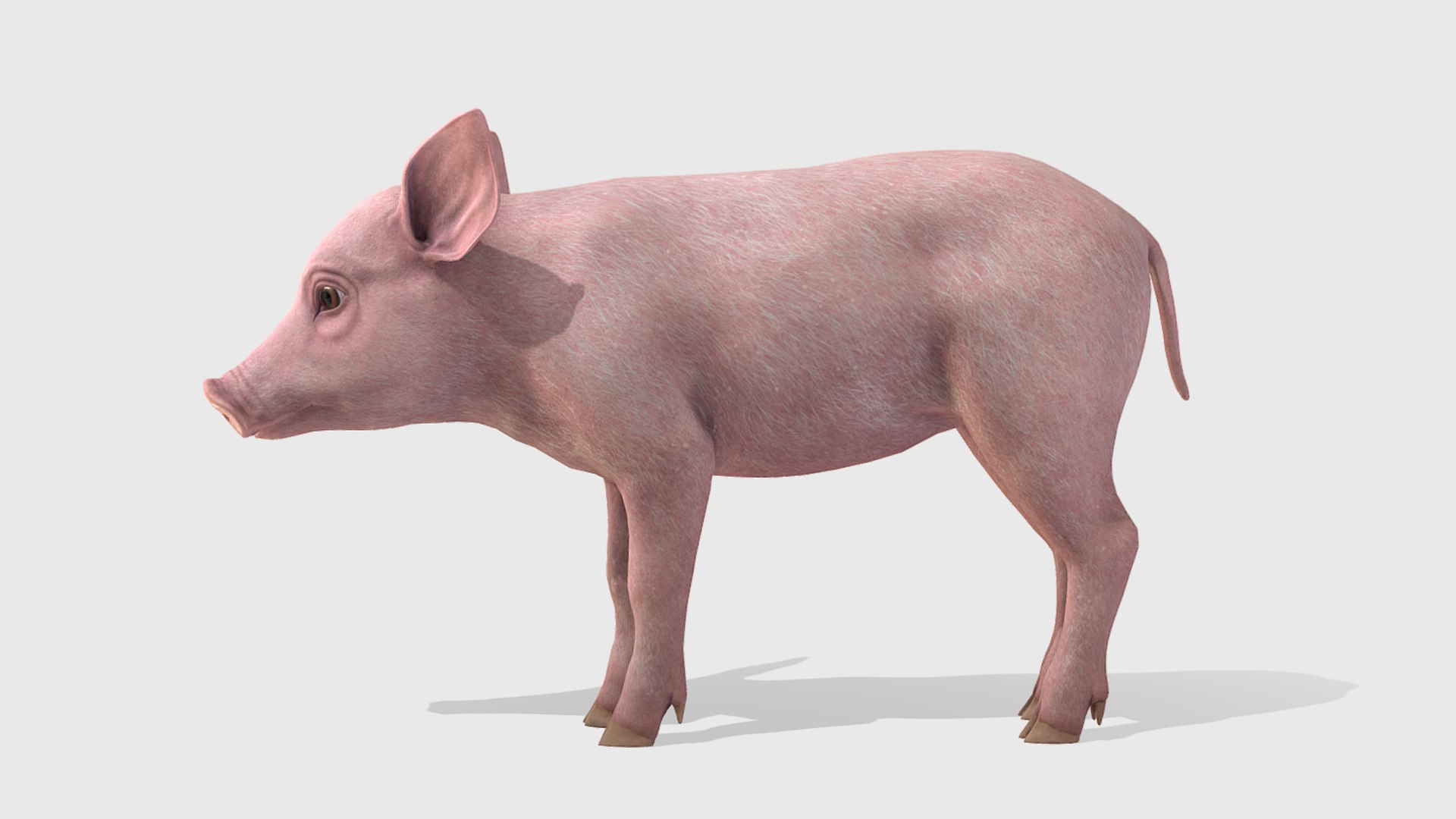 3D Piglet https://p.turbosquid.com/ts-thumb/5x/O2fe0h/AU/4/png/1745851686/1920x1080/fit_q87/2971dcb31ce326f4d60e5d1a82ec407bd6556fc2/4.jpg