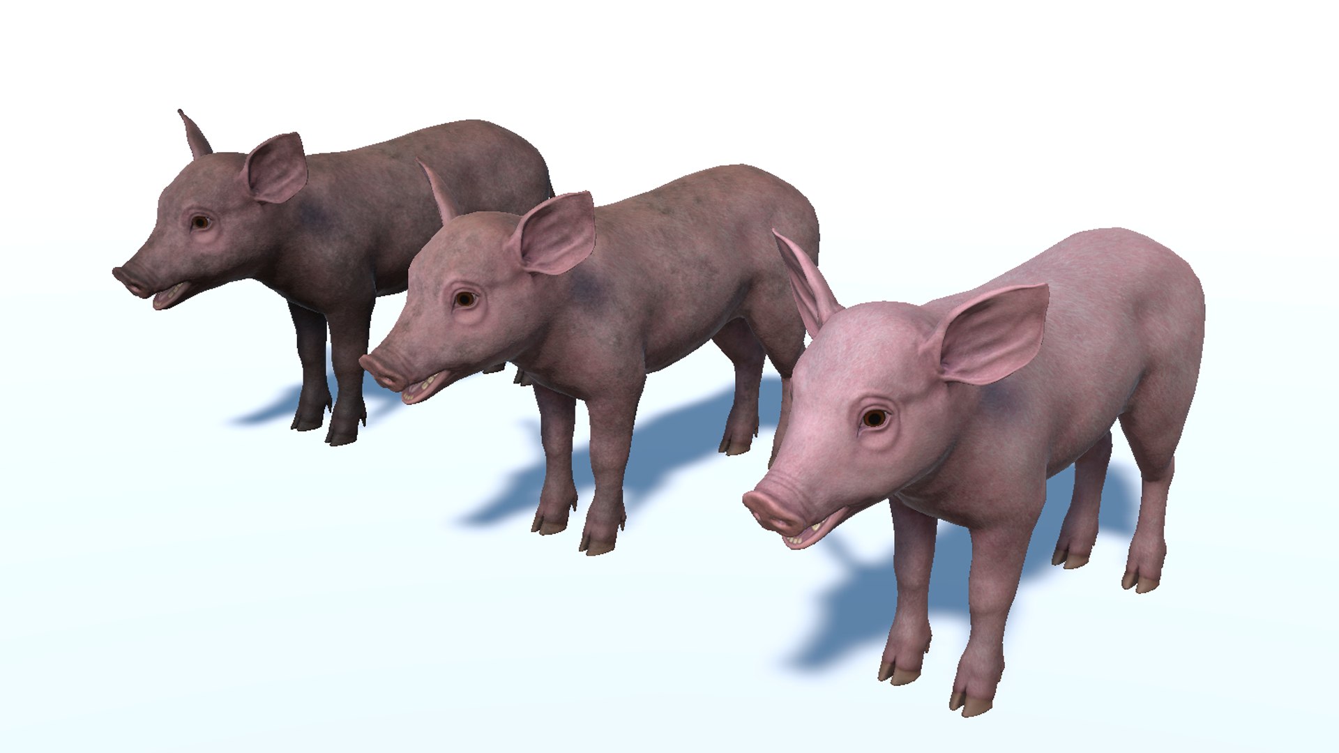 3D Piglet https://p.turbosquid.com/ts-thumb/5x/O2fe0h/Bn/10/png/1745853966/1920x1080/fit_q87/3829504cc270351303c6da2012d8298ca3a948a0/10.jpg
