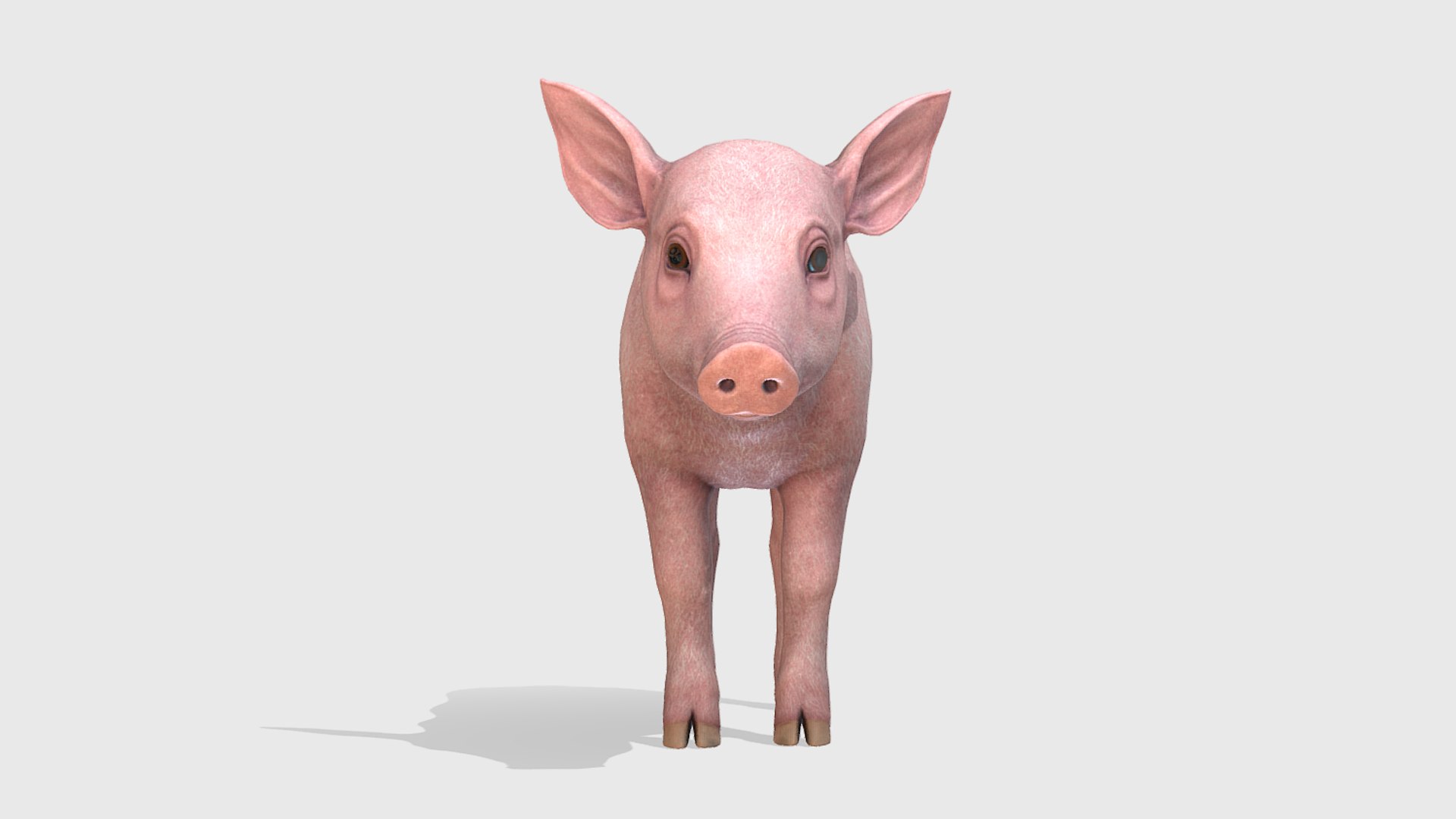 3D Piglet https://p.turbosquid.com/ts-thumb/5x/O2fe0h/Ym/3/png/1745851684/1920x1080/fit_q87/d88b7778813c4950f9a20c2950f2c28007286489/3.jpg