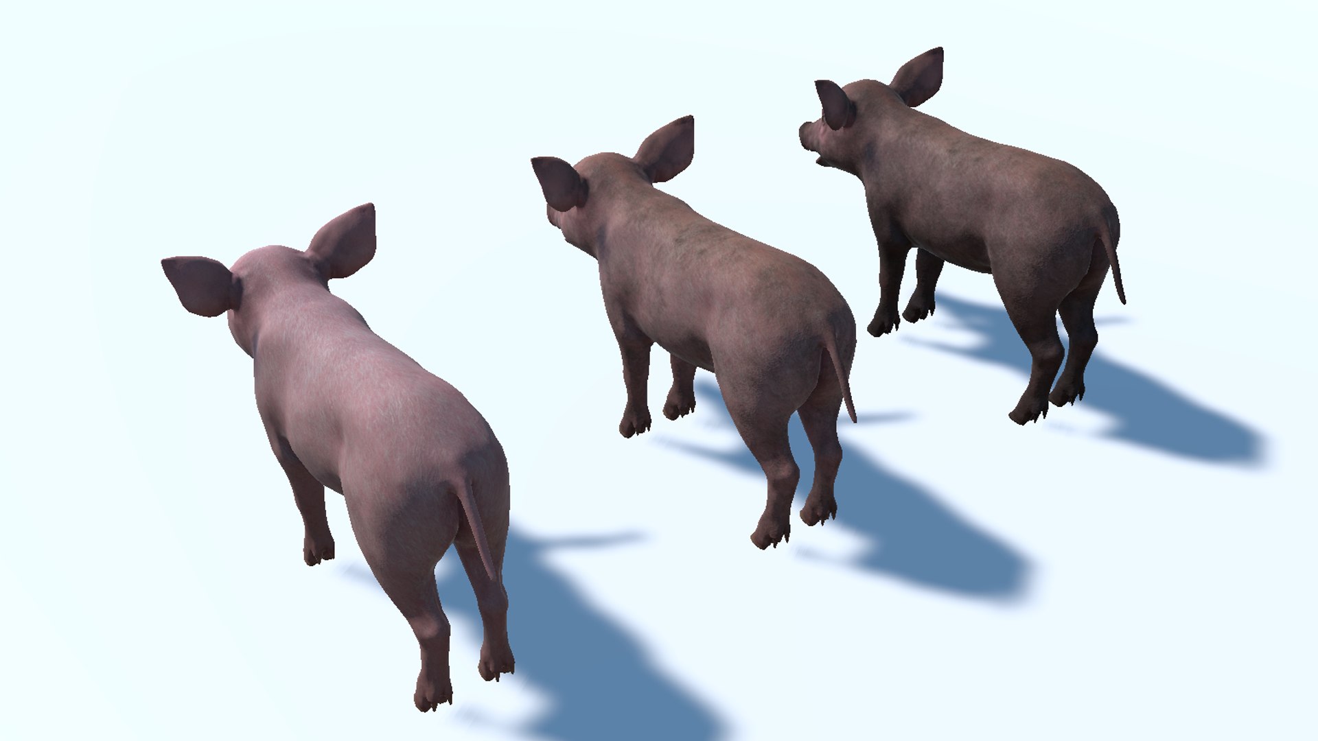 3D Piglet https://p.turbosquid.com/ts-thumb/5x/O2fe0h/j7/12/png/1745851749/1920x1080/fit_q87/9009b81ca54aceffb58bea6d1e4268f1e2d2206b/12.jpg