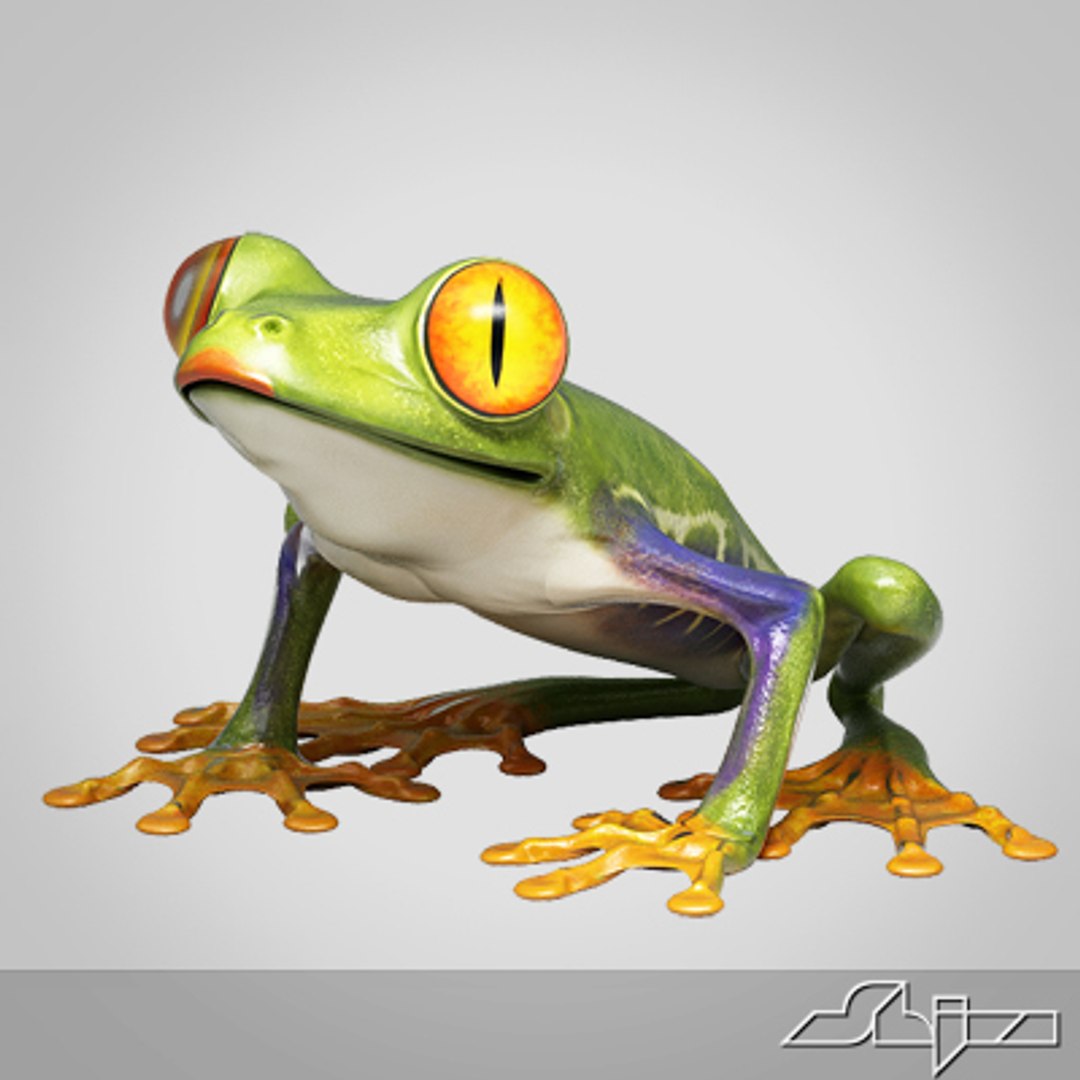 3d Model Frog Amphibian