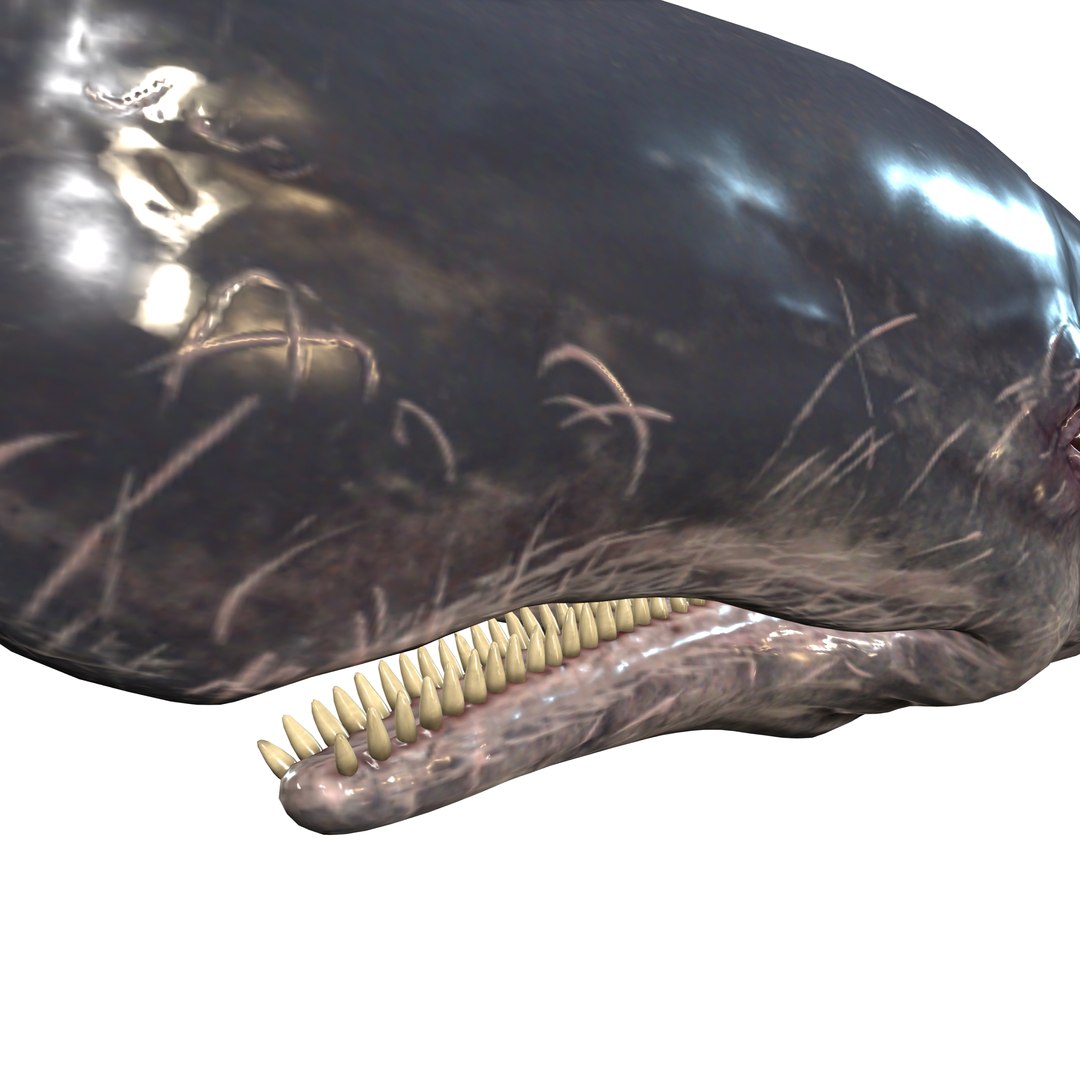 WHALE Sperm Whale Moby Dick 3D model https://p.turbosquid.com/ts-thumb/5x/VCUzXE/Gd/z0/jpg/1713184175/1920x1080/fit_q87/f3471815fbb1f382fed88ff52e9060aa8f71b59d/z0.jpg