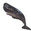 WHALE Sperm Whale Moby Dick 3D model