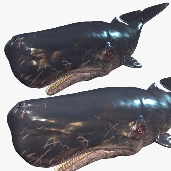 WHALE Sperm Whale Moby Dick 3D model