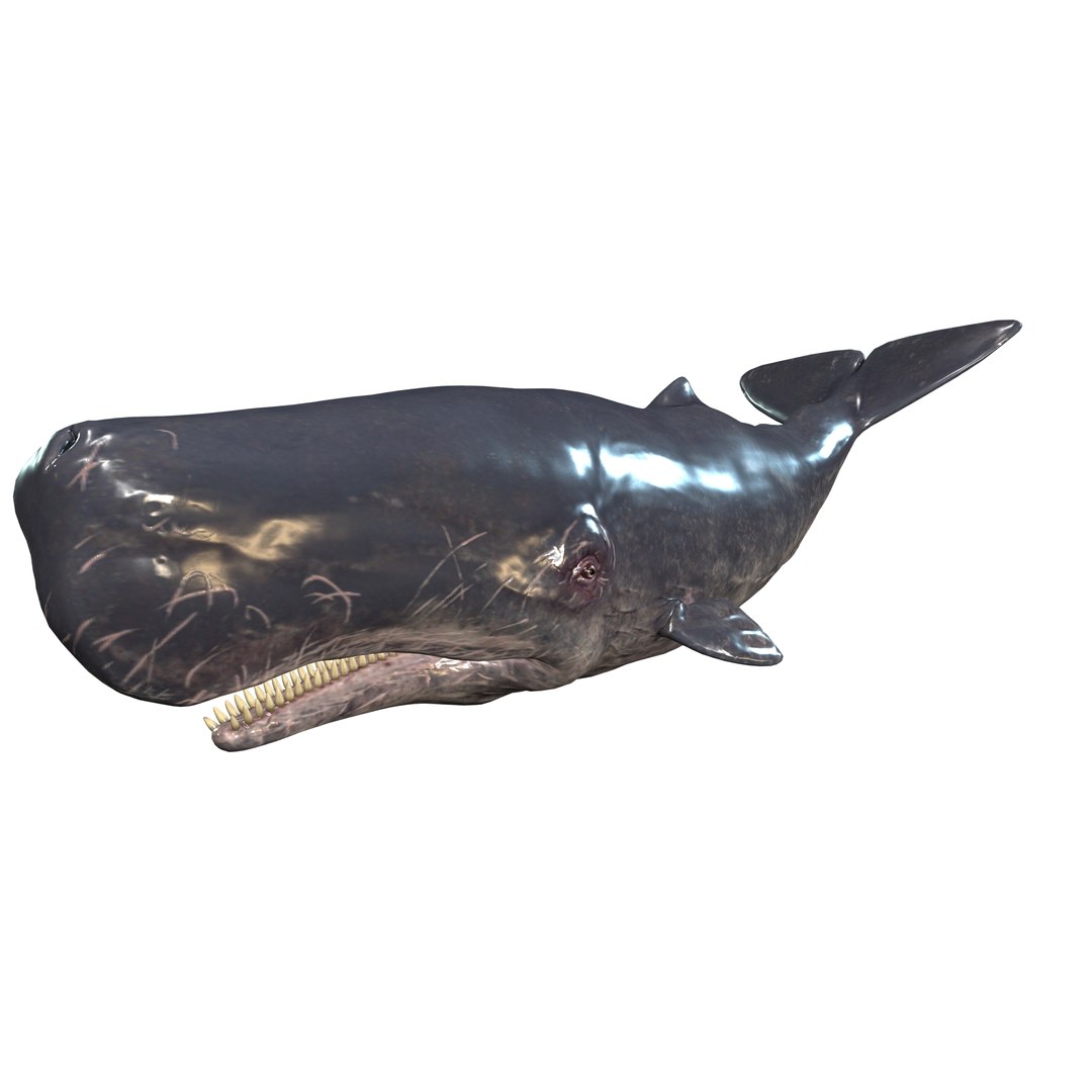 WHALE Sperm Whale Moby Dick 3D model https://p.turbosquid.com/ts-thumb/5x/VCUzXE/X5/11/jpg/1713184181/1920x1080/fit_q87/f205345bb694228c662eb19836391f0e1ffba1ab/11.jpg