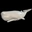 WHALE Sperm Whale Moby Dick 3D model
