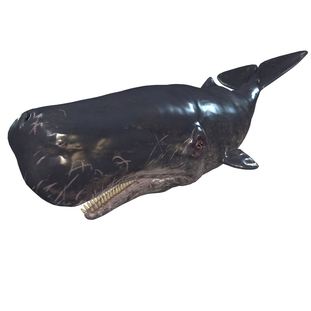 WHALE Sperm Whale Moby Dick 3D model https://p.turbosquid.com/ts-thumb/5x/VCUzXE/w2/1/jpg/1713184175/1920x1080/fit_q87/98d5c471e94f7a430d11096b867c91216a5138aa/1.jpg