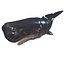 WHALE Sperm Whale Moby Dick 3D model