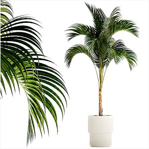 Small Lush Palm Tree In A White Modern Pot Howea 1441 model