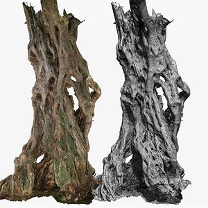 Ancient Olive Tree Trunk RAW 3D Scan  8x16k Textures 3D
