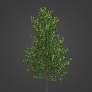 2021 PBR Ginkgo Collection - Ginkgo Biloba