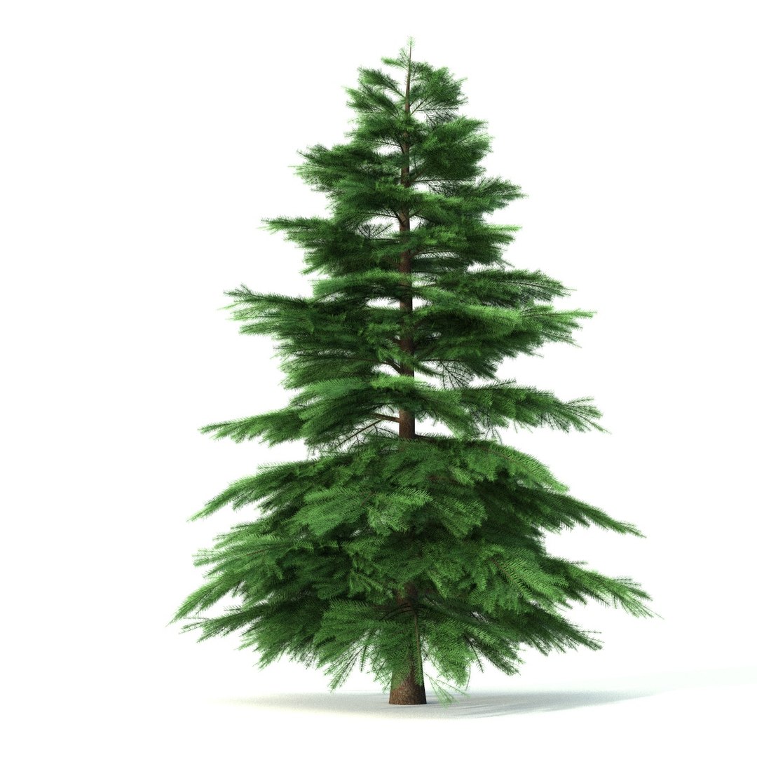 fir tree animation 3d c4d