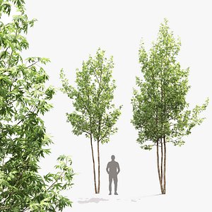 3D Acer Saccharinum model