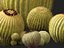 Echinocactus grusonii - Cactus Golden Barrell - HighPoly e LowPoly inclusi